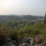 Forêt de pierre